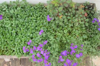 jardin de sofiane